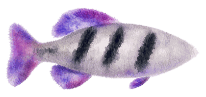 Bass fish